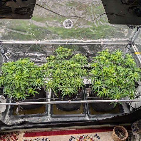 Sensi Seeds x Fat Beans - Candy Buds growlog photo: Woche 6