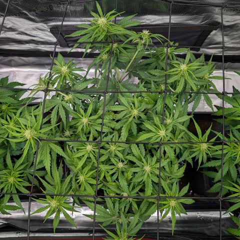 Sensi Seeds x Fat Beans - Candy Buds growlog photo: Woche 6