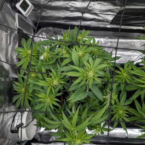 Sensi Seeds x Fat Beans - Candy Buds growlog photo: Woche 6