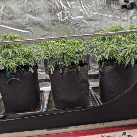 Sensi Seeds x Fat Beans - Candy Buds growlog photo: Woche 6