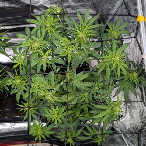Sensi Seeds x Fat Beans - Candy Buds growlog photo: Woche 6