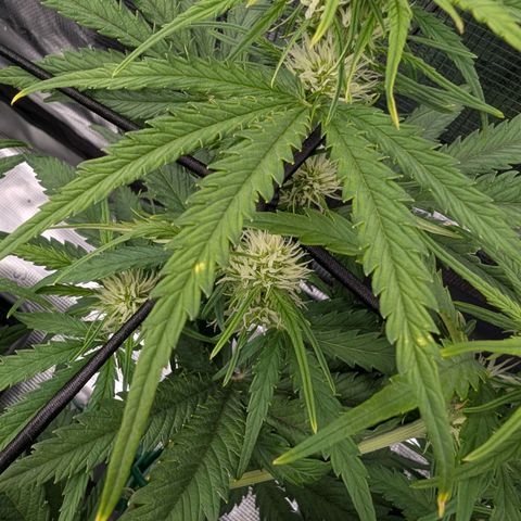 Sensi Seeds x Fat Beans - Candy Buds growlog photo: Gelbe Spitzen, leichter Nähestoffbrand. Nährstoffe halbieren für nächste 2 mal Gießen.