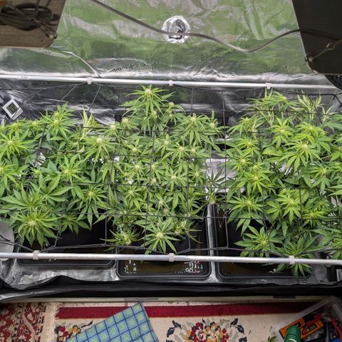 Sensi Seeds x Fat Beans - Candy Buds growlog photo: Woche 6