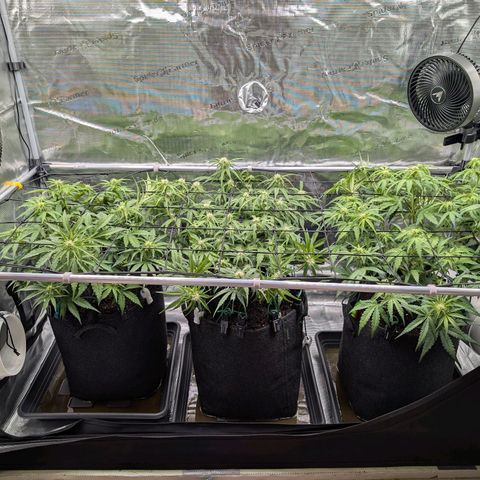 Sensi Seeds x Fat Beans - Candy Buds growlog photo: Woche 6