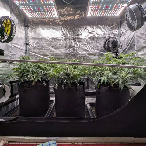 Sensi Seeds x Fat Beans - Candy Buds growlog photo: Woche 6