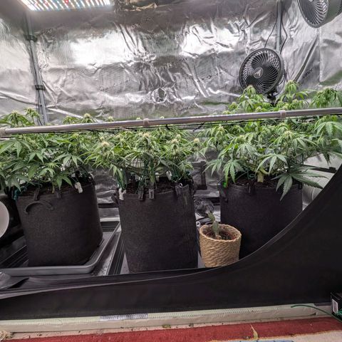 Sensi Seeds x Fat Beans - Candy Buds growlog photo: Woche 6