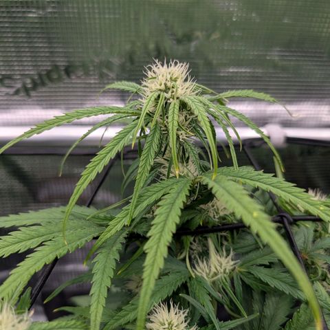 Sensi Seeds x Fat Beans - Candy Buds growlog photo: Woche 6