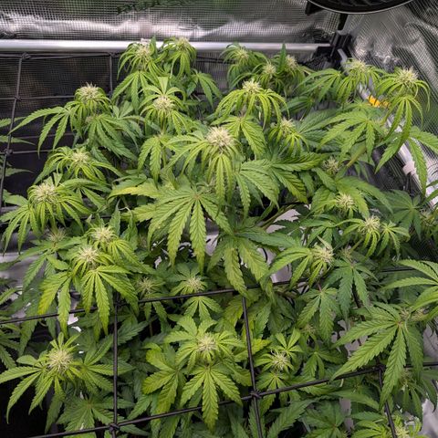 Sensi Seeds x Fat Beans - Candy Buds growlog photo: Woche 6