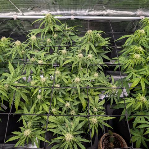 Sensi Seeds x Fat Beans - Candy Buds growlog photo: Woche 6