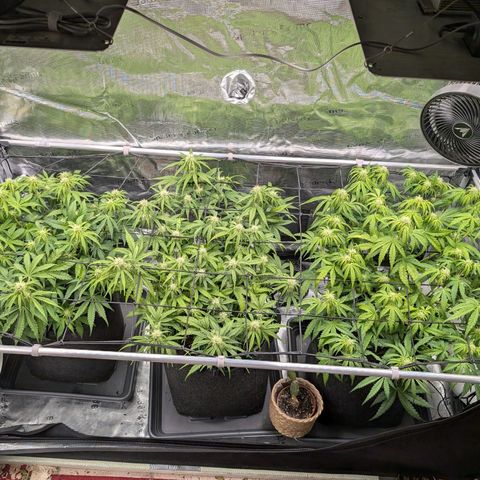 Sensi Seeds x Fat Beans - Candy Buds growlog photo: Woche 6