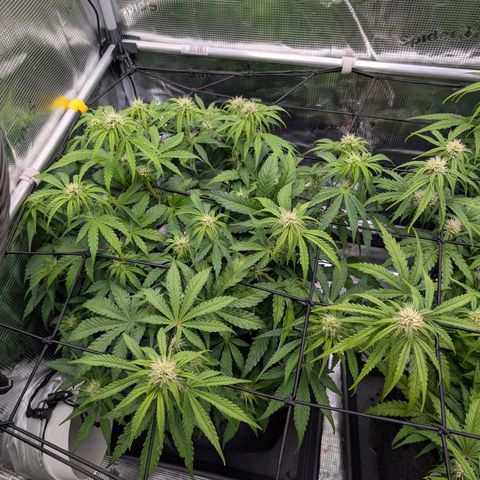 Sensi Seeds x Fat Beans - Candy Buds growlog photo: Woche 6
