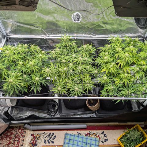 Sensi Seeds x Fat Beans - Candy Buds growlog photo: Woche 7