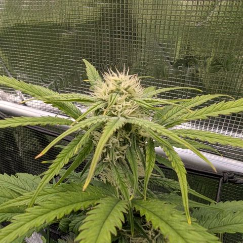 Sensi Seeds x Fat Beans - Candy Buds growlog photo: Woche 7