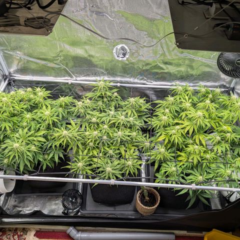Sensi Seeds x Fat Beans - Candy Buds growlog photo: Woche 7