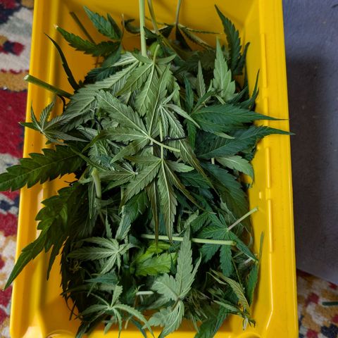 Sensi Seeds x Fat Beans - Candy Buds growlog photo: Woche 7