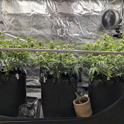 Sensi Seeds x Fat Beans - Candy Buds growlog photo: Woche 7