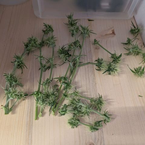 Sensi Seeds x Fat Beans - Candy Buds growlog photo: Woche 7