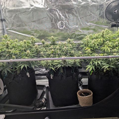 Sensi Seeds x Fat Beans - Candy Buds growlog photo: Woche 7