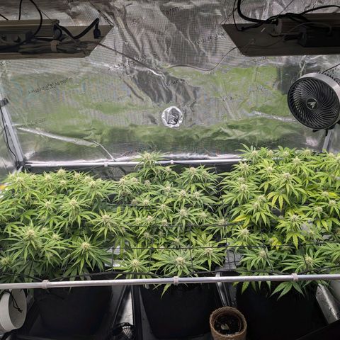 Sensi Seeds x Fat Beans - Candy Buds growlog photo: Woche 7