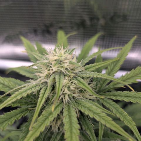 Sensi Seeds x Fat Beans - Candy Buds growlog photo: Woche 7