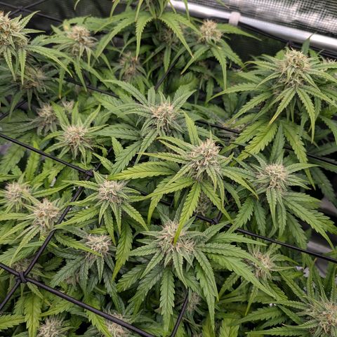 Sensi Seeds x Fat Beans - Candy Buds growlog photo: Woche 8