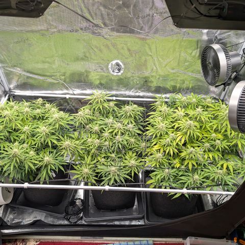 Sensi Seeds x Fat Beans - Candy Buds growlog photo: Woche 8