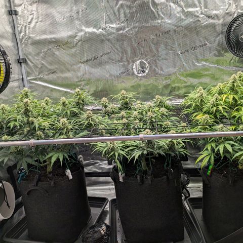 Sensi Seeds x Fat Beans - Candy Buds growlog photo: Woche 8