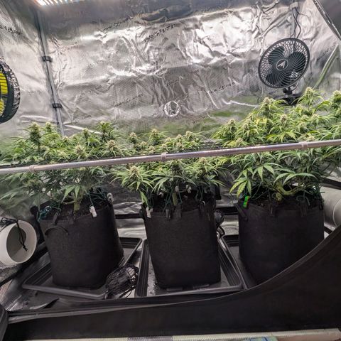 Sensi Seeds x Fat Beans - Candy Buds growlog photo: Woche 8