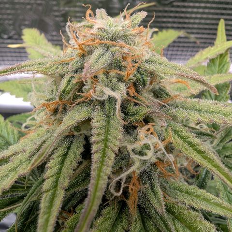 Sensi Seeds x Fat Beans - Candy Buds growlog photo: Woche 9