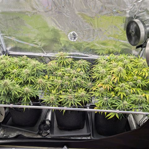 Sensi Seeds x Fat Beans - Candy Buds growlog photo: Woche 9
