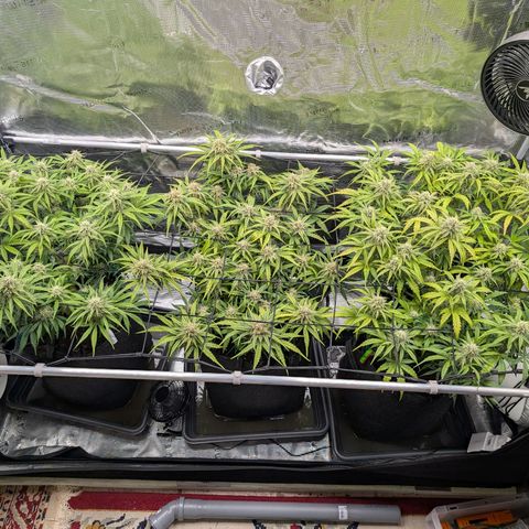 Sensi Seeds x Fat Beans - Candy Buds growlog photo: Woche 9