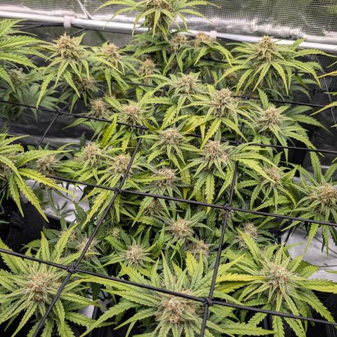 Sensi Seeds x Fat Beans - Candy Buds growlog photo: Woche 9