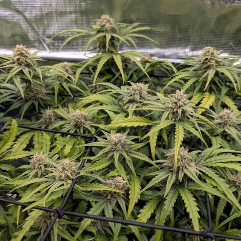 Sensi Seeds x Fat Beans - Candy Buds growlog photo: Woche 9