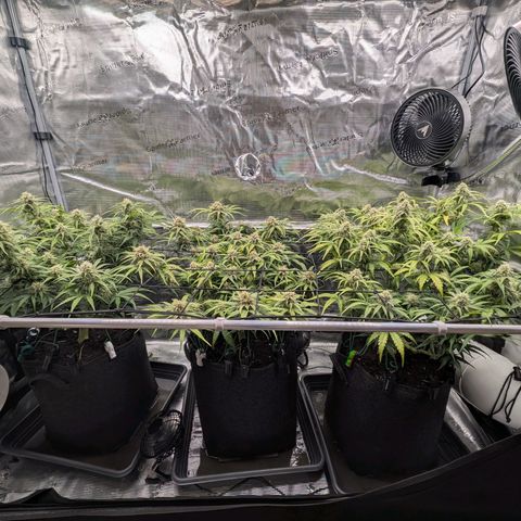 Sensi Seeds x Fat Beans - Candy Buds growlog photo: Woche 9