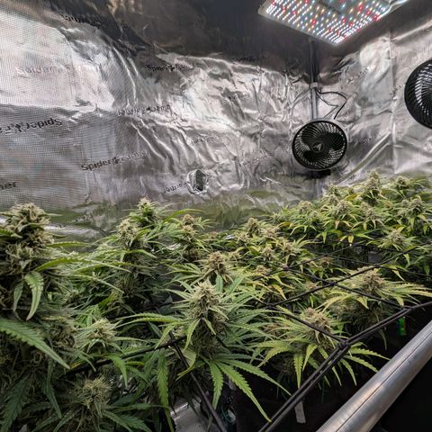 Sensi Seeds x Fat Beans - Candy Buds growlog photo: Woche 9