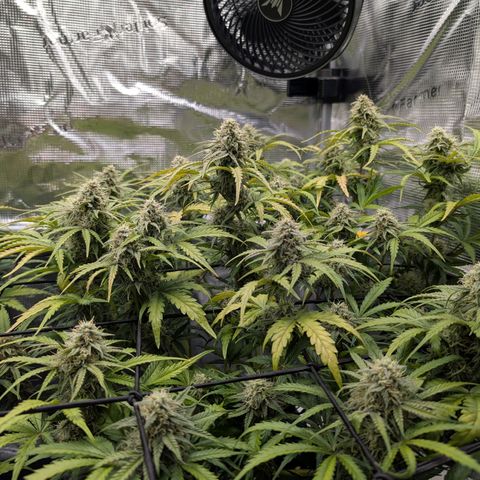 Sensi Seeds x Fat Beans - Candy Buds growlog photo: Woche 9