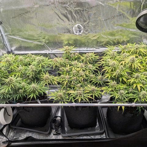 Sensi Seeds x Fat Beans - Candy Buds growlog photo: Woche 9