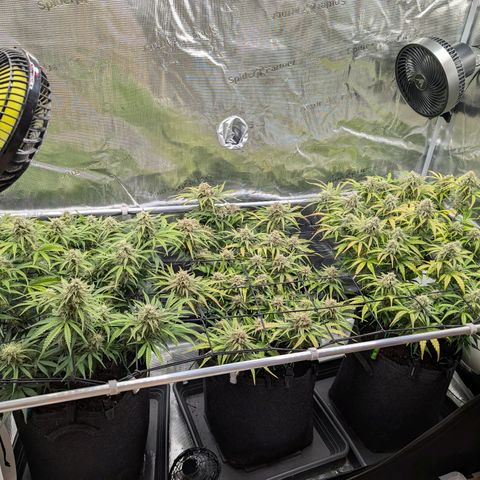 Sensi Seeds x Fat Beans - Candy Buds growlog photo: Woche 9