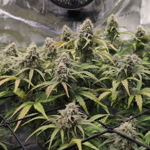 Sensi Seeds x Fat Beans - Candy Buds growlog photo: Woche 9