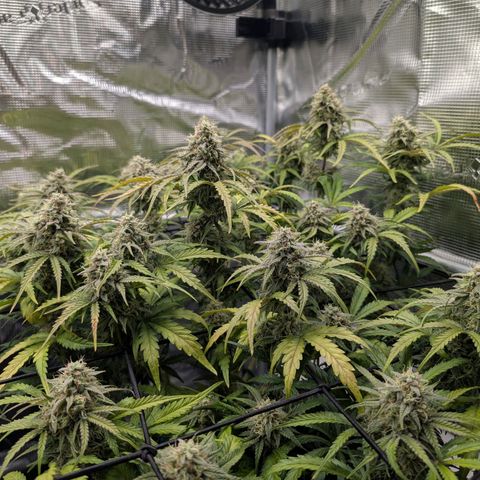 Sensi Seeds x Fat Beans - Candy Buds growlog photo: Woche 9