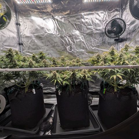 Sensi Seeds x Fat Beans - Candy Buds growlog photo: Woche 9