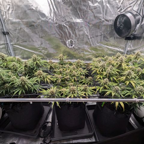 Sensi Seeds x Fat Beans - Candy Buds growlog photo: Woche 9