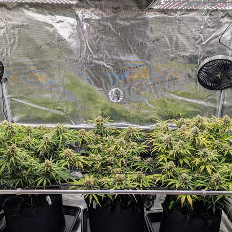 Sensi Seeds x Fat Beans - Candy Buds growlog photo: Woche 9