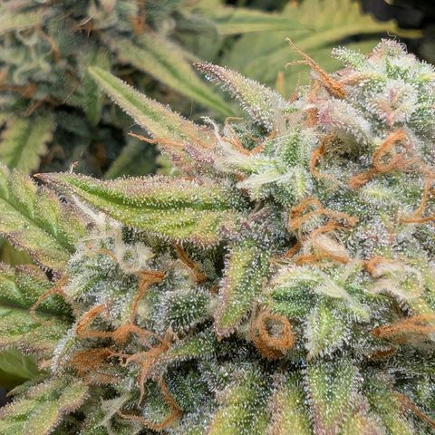Sensi Seeds x Fat Beans - Candy Buds growlog photo: Woche 10