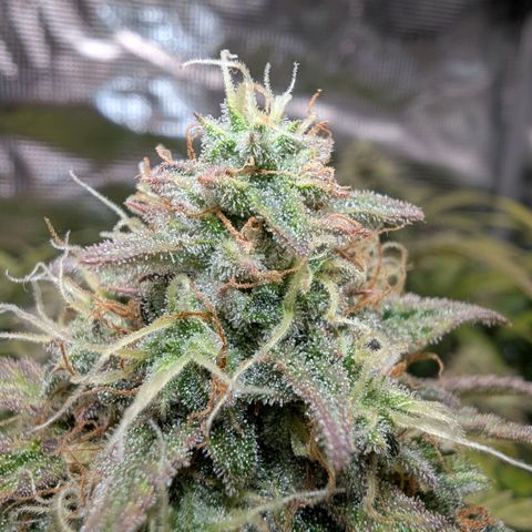 Sensi Seeds x Fat Beans - Candy Buds growlog photo: Woche 10