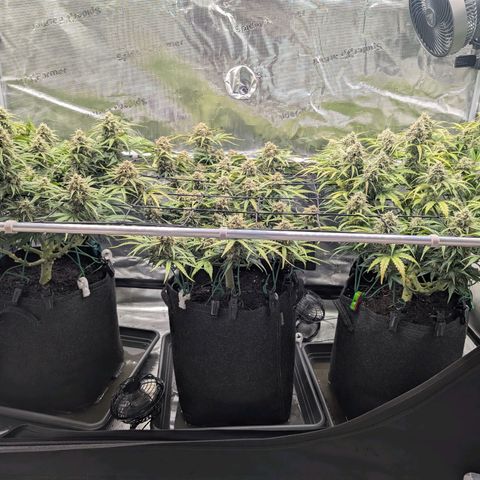 Sensi Seeds x Fat Beans - Candy Buds growlog photo: Woche 10
