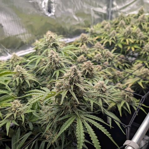 Sensi Seeds x Fat Beans - Candy Buds growlog photo: Woche 10