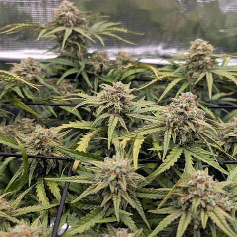 Sensi Seeds x Fat Beans - Candy Buds growlog photo: Woche 10