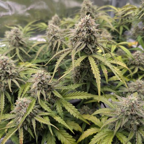 Sensi Seeds x Fat Beans - Candy Buds growlog photo: Woche 10