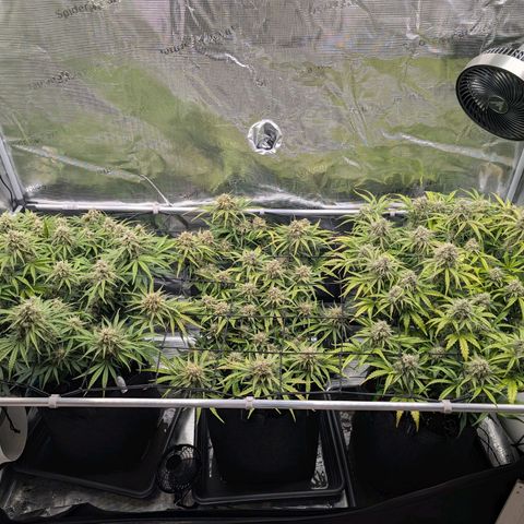 Sensi Seeds x Fat Beans - Candy Buds growlog photo: Woche 10